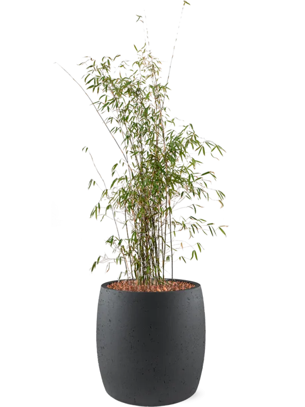 Fargesia jiuzhaigou in Grigio Office Plant With Pot 138cm Height 35cm Dia